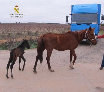 El SEPRONA de la Guardia Civil localiza una serie de animales, abandonados y desnutridos; por lo que se ha instruido Diligencias a un varón en calidad de investigado por su implicación en un Delito de Abandono de Animales Domésticos