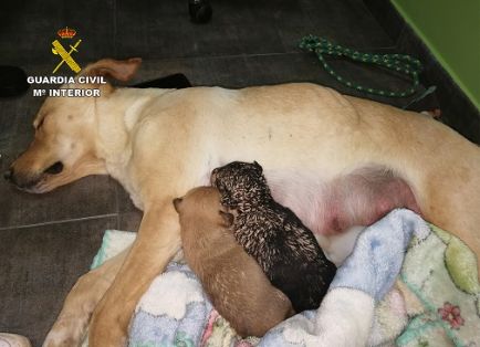 El SEPRONA de la Guardia Civil, dentro de la operación ‘PUPPIES’, investiga a tres personas por sepultar vivos a nueve cachorros de una camada. La colaboración ciudadana ha sido crucial para la investigación y para salvar la vida a dos de los cachorros.