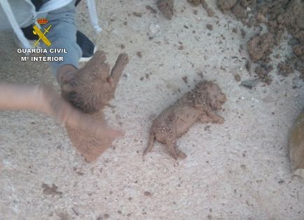 El SEPRONA de la Guardia Civil, dentro de la operación ‘PUPPIES’, investiga a tres personas por sepultar vivos a nueve cachorros de una camada. La colaboración ciudadana ha sido crucial para la investigación y para salvar la vida a dos de los cachorros.