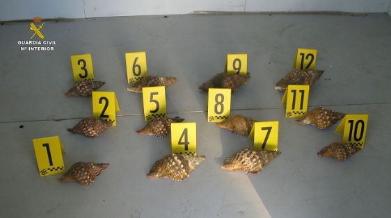 La Guardia Civil decomisa 12 especímenes de caracola marina (Charonia lampas), de especie protegida. Los especímenes decomisados fueron devueltos al mar por la Inspección de Pesca.