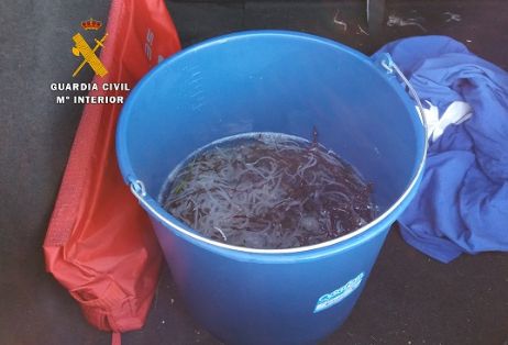 El Servicio de Protección de la Naturaleza (SEPRONA) de la Guardia Civil, ha finalizado la denominada operación “Allevamen” contra la pesca furtiva de la angula, con 22 detenciones por delitos contra la flora y la fauna silvestre. .