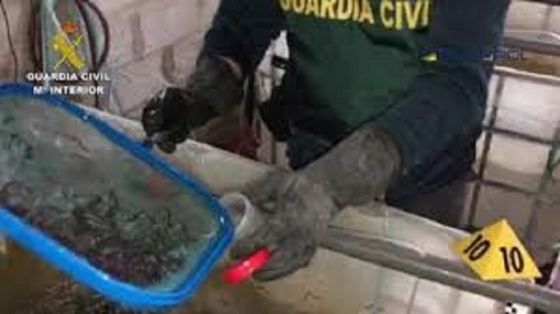 La Guardia Civil, en el marco de la operación ELVER, ha desmantelado un grupo criminal que se dedicaba a la exportación ilegal de angulas hacia mercados asiáticos y que venía operando en España desde, al menos, 2016.