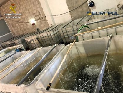 La Guardia Civil, en el marco de la operación ELVER, ha desmantelado un grupo criminal que se dedicaba a la exportación ilegal de angulas hacia mercados asiáticos y que venía operando en España desde, al menos, 2016.