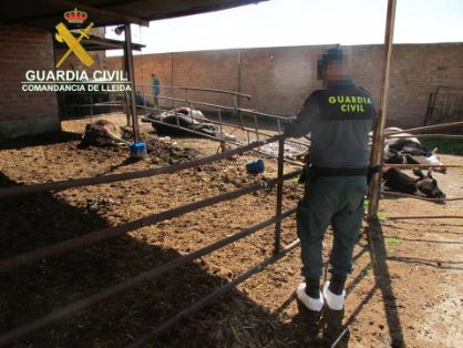 El SEPRONA de la Guardia Civil, procedió a inspeccionar una explotación de ganado bovino en cuyo interior albergaba numerosos animales en deficientes condiciones higiénico-sanitarias y con evidentes síntomas de desnutrición.