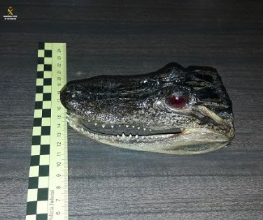 La Guardia Civil recupera dos cabezas disecadas, de caimanes de la Florida (Aligator Sinensis),que se encuentran amparados por el convenio CITES y en el Plan de Acción Español contra el Tráfico ilegal y Furtivismo Internacional de Especies Silvestres.