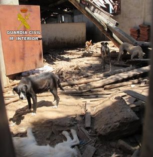 Maltrato animal: Personados agentes del Seprona de la Guardia Civil en el lugar, se constata la existencia de un total de 39 perros de diferentes razas que se encuentran sueltos, sin comida y sin agua. Igualmente se comprueba en la inspección que los perros se hallan en pésimas condiciones higiénico-sanitarias. Entre el total de animales que se encontraban en el recinto, se localizó el cadáver de un cánido.