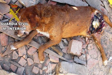 Maltrato animal: Personados agentes del Seprona de la Guardia Civil en el lugar, se constata la existencia de un total de 39 perros de diferentes razas que se encuentran sueltos, sin comida y sin agua. Igualmente se comprueba en la inspección que los perros se hallan en pésimas condiciones higiénico-sanitarias. Entre el total de animales que se encontraban en el recinto, se localizó el cadáver de un cánido.