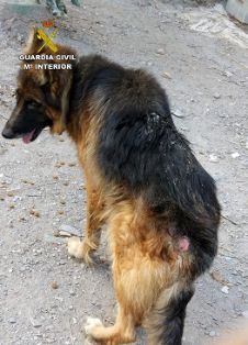 La Guardia Civil investiga a una persona por delito de abandono animal. El can presentaba un estado famélico y diversas heridas. Ha subsistido gracias a la colaboración ciudadana que, de forma desinteresada, ha estado alimentándolo durante largos periodos de tiempo 