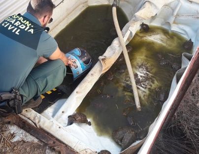 El SEPRONA de la Guardia Civil ha incautado 60 galápagos leprosos (mauremys leprosa), especie protegida. El ahora investigado, ocupaba ilegalmente terrenos de dominio público hidráulico con fines agroganaderos.