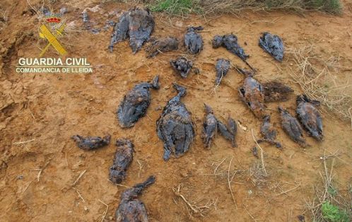 La Guardia Civil  investiga a una empresa de fertilizantes, por un supuesto delito contra los recursos naturales y el medio ambiente., Los residuos almacenados en dos balsas, provocaron la muerte a una veintena de aves, algunas de ellas protegidas. Se tratan de residuos irritantes y corrosivos caracterizados como peligrosos, que pueden provocar un daño sustancial en la calidad del agua superficial y en los acuíferos y un riesgo para la salud de las personas y para la fauna y la flora