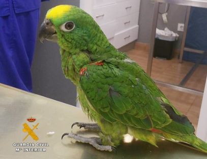 La Guardia Civil detiene a los presuntos autores del robo de 21 aves exóticas, algunas de ellas en peligro de extinción. Todas estas aves portaban anilla identificativa o microchip, y estaban dados de alta en la Autoridad Administrativa CITES (Convención sobre el comercio internacional de especies amenazadas de fauna y flora silvestres), y en el SOIVRE (Servicio Oficial de Inspección, Vigilancia y Regulación de las Exportaciones). .  