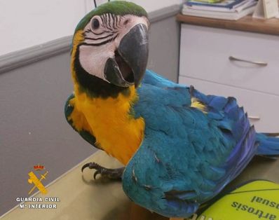 La Guardia Civil detiene a los presuntos autores del robo de 21 aves exóticas, algunas de ellas en peligro de extinción. Todas estas aves portaban anilla identificativa o microchip, y estaban dados de alta en la Autoridad Administrativa CITES (Convención sobre el comercio internacional de especies amenazadas de fauna y flora silvestres), y en el SOIVRE (Servicio Oficial de Inspección, Vigilancia y Regulación de las Exportaciones). .  