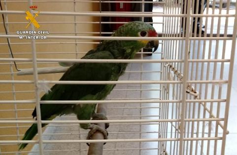 La Guardia Civil detiene a los presuntos autores del robo de 21 aves exóticas, algunas de ellas en peligro de extinción. Todas estas aves portaban anilla identificativa o microchip, y estaban dados de alta en la Autoridad Administrativa CITES (Convención sobre el comercio internacional de especies amenazadas de fauna y flora silvestres), y en el SOIVRE (Servicio Oficial de Inspección, Vigilancia y Regulación de las Exportaciones). .  