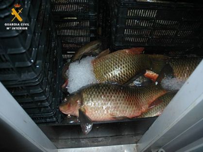 El SEPRONA de la Guardia Civil, dentro de la Operación Glanis,  localiza una nave utilizada para almacenamiento y manipulación de pescado, capturado de manera ilegal. Se han incautado más de 2700 kg de carpas y siluros.