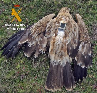 La Guardia Civil investiga a una persona por delito contra la fauna, tras el hallazgo de un águila imperial envenenada.