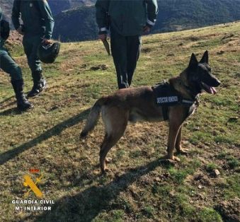 El SEPRONA de la Guardia Civil , han intensificado las actuaciones de carácter preventivo en el ámbito rural, para la localización de cebos envenenados que pueden llegar a provocar la muerte de aves y mamíferos catalogados con distintos grados de protección o en peligro de extinción.