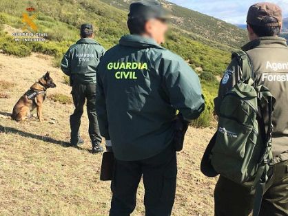 El SEPRONA de la Guardia Civil , han intensificado las actuaciones de carácter preventivo en el ámbito rural, para la localización de cebos envenenados que pueden llegar a provocar la muerte de aves y mamíferos catalogados con distintos grados de protección o en peligro de extinción.