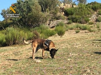 El SEPRONA de la Guardia Civil , han intensificado las actuaciones de carácter preventivo en el ámbito rural, para la localización de cebos envenenados que pueden llegar a provocar la muerte de aves y mamíferos catalogados con distintos grados de protección o en peligro de extinción.