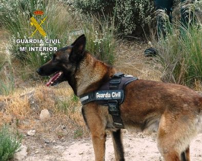 La Guardia Civil, establece dispositivos específicos, con el fin de minimizar el uso de cebos envenenados, que originan un grave perjuicio al medio ambiente con un desequilibrio del ecosistema en el hábitat