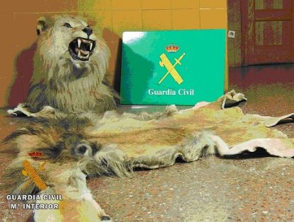 El SEPRONA de la Guardia Civil ha formulado denuncia a la Ley de Represión del Contrabando, a un varón, por tenencia ilícita de una cabeza naturalizada de león (Panthera leo) así como de su piel. En España la normativa aplicable en relación al comercio internacional de especies amenazadas de fauna y flora silvestre (CITES) viene recogida en la Ley de Contrabando, el Código Penal y las leyes de las Comunidades Autónomas. 