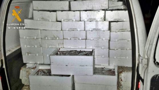 El SEPRONA de la Guardia Civil interviene más de 500 kilogramos de pescado, no apto para el consumo.