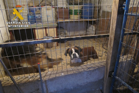 La Guardia Civil destapa una residencia canina clandestina. Las instalaciones inspeccionadas, donde se alojaban 19 perros, carecían de los permisos y licencias necesarias para desarrollar la actividad.
