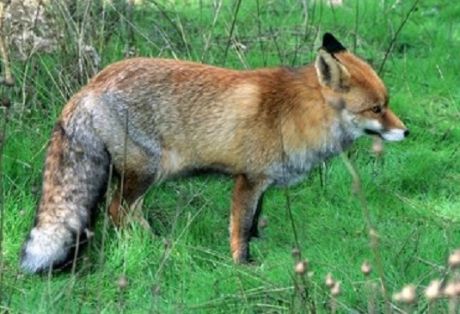 Zorro Vulpes Vulpes envenenado. La Guardia Civil investiga a una persona como supuesto autor de un delito relativo a la protección de la flora, fauna y animales domésticos.