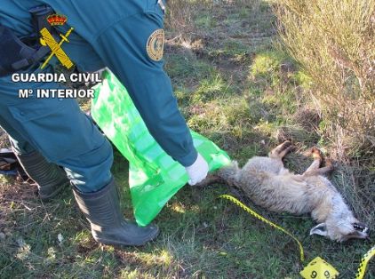 Zorro Vulpes Vulpes envenenado. La Guardia Civil investiga a una persona como supuesto autor de un delito relativo a la protección de la flora, fauna y animales domésticos.