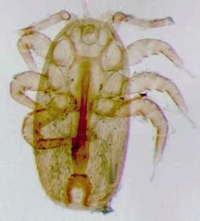Tropilaelaps clarae hembra