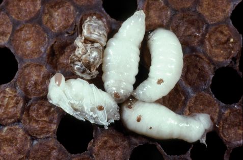 Tropilaelaps daños en larvas