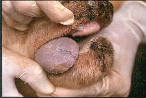 Glositis