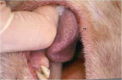 Glositis 2