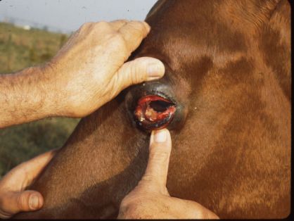 Edema tejido conjuntival 2