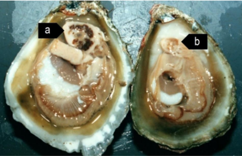 Glándula normal y saludable de una ostra (a) comparada con la glándula digestiva pálida y atrofiada de una ostra con una infección grave de Bonamia exitiosa (b). Fuente: 5ª edición de la guía de identificación por infección con Bonamia exitiosa del Departamento de Agricultura, Agua y Medio ambiente del gobierno australiano. 
