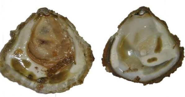 Superficie de conchas de Ostrea edulis infectadas por Bonamia. Fuente: Atlas of the main diseases identified in shellfish and finfish of the romanian coast. Aurelia Totoiu, Magda Nenciiu, Victor Niţă, 2023.