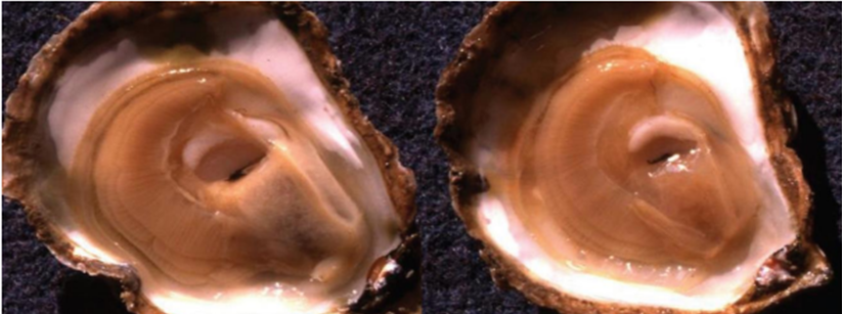 Ostra sana (izquierda) con la glándula digestiva completa de color crema. La ostra infectada (derecha) tiene la glándula digestiva translúcida, acuosa y contraída. Fuente: 5ª edición de la guía de identificación por infeccion con Bonamia exitiosa del Departamento de Agricultura, Agua y Medio ambiente del gobierno australiano. 