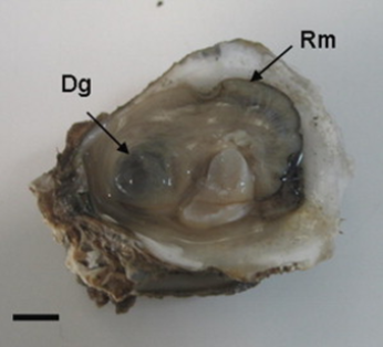 Nota: Ostra infectada por Perkinsus Marinus. Fuente: Perkinsus marinus in pleasure oyster Crassostrea corteziensis from Nayarit, Pacific coast of México Journal of Invertebrate Pathology Volume 99, Issue 1 , September 2008, Pages 66-73.