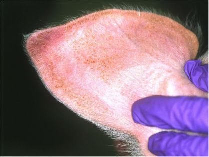 Enrojecimiento de pabellón auricular