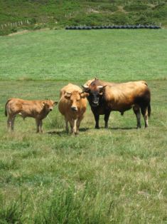 Autor: ASEAVA<br/>Año: 2008<br/>Sexo: Rebaño<br/>Comentarios: La raza Asturiana de los Valles está especializada en la producción de carne.