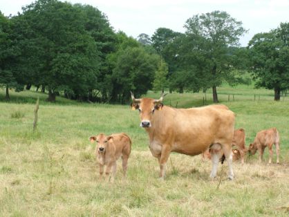 Autor: ASEAVA<br/>Año: 2004<br/>Sexo: Hembra<br/>Comentarios: Las vacas de la raza Asturiana de los Valles son muy dóciles y crían terneros muy carniceros.