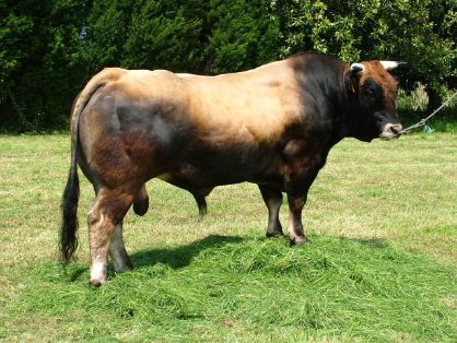 Autor: ASEAVA<br/>Año: 2004<br/>Sexo: Macho<br/>Comentario: Los toros de la raza Asturiana de los Valles se utilizan para aportar muscularidad a la descendencia y aumentar la calidad sensorial de la carne.