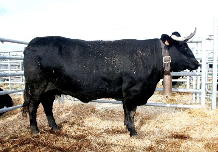 Autor: ASOCIACION ESPAÑOLA DE CRIADORES DE GANADO VACUNO SELECTO DE RAZA AVILEÑA-NEGRA IBERICA (AECRANI).<br/>Año: 2013.<br/>Sexo: Hembra. 
