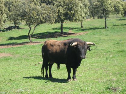 Autor: Julio Fernández Sanz <br/>Año: 2008 <br/>Sexo: Macho <br/>Comentario: Toro cuatreño para corrida de toros, Ganadería "Román Sorando Herranz", finca "Navalentisco", Villanueva de la Reina (Jaén) (sierra de Andújar).