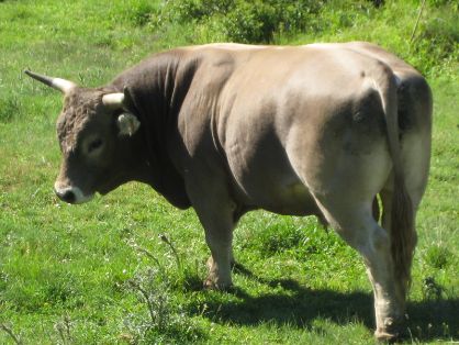 Autor: Federación Española de raza Rarda de Montaña.<br/>Año: 2013.<br/>Sexo: Macho.