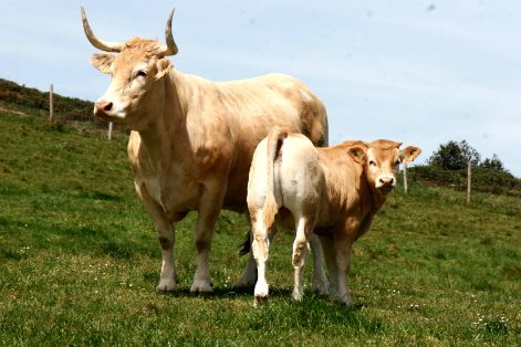 Autores : Patxi Aranguren e Isidoro Elorz.<br/>Sexo: Hembra.<br/>Comentarios: Vaca con cría en pradera en la finca de Gorliz, al lado del mar Cantábrico, propiedad de la Diputación Foral de Vizcaya.<br/>Imagen facilitada por la Confederación de Asociaciones de Criadores de Ganado Selecto de raza Pirenaica (CONASPI).