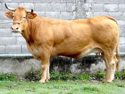 Imagen facilitada por la ASOCIACIÓN NACIONAL DE CRIADORES DE GANADO VACUNO SELECTO DE RAZA RUBIA GALLEGA (ACRUGA).<br/>Sexo: Hembra.