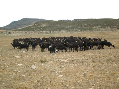 AUTOR: Salvador Ángel Lozano Palazón.<br/>AÑO: 2012.<br/>Comentario: Cabras preñadas de camino a los pastos.<br/>Imagen facilitada por la ASOCIACIÓN ESPAÑOLA DE CRIADORES DE LA CABRA MURCIANO-GRANADINA (ACRIMUR). 