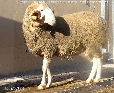 Autor: Mª Concepción Glez. Rodríguez<br/>Año: 2008.<br/>Sexo: Macho.<br/>Comentario: Macho de 2 años de edad, blanco, carnudo. Se aprecia perfectamente la conformación típica de la raza. De este semental sacamos el perfil del logotipo de ANCA. Toro, Centro OVIGEN. (Zamora).<br/>Imagen facilitada por la ASOCIACIÓN NACIONAL DE CRIADORES DE GANADO OVINO SELECTO DE RAZA CASTELLANA (ANCA).