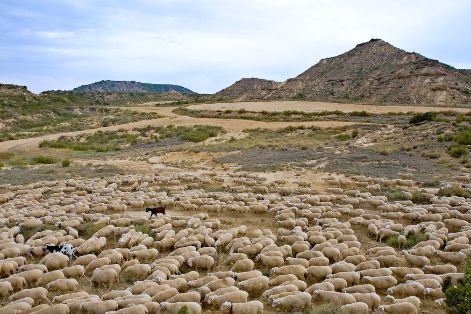 Autor: ASOCIACION DE CRIADORES Y SELECCIONADORES DE OVINO DE RAZA NAVARRA (ARANA).<br/>Año: 2006.<br/>Comentario: Rebaño de ovino de Raza Navarra en Las Bardenas Reales de Navarra.