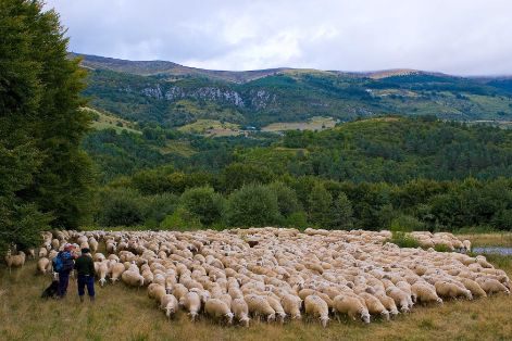 Autor: ASOCIACION DE CRIADORES Y SELECCIONADORES DE OVINO DE RAZA NAVARRA (ARANA).<br/>Año: 2006.<br/>Comentario: Rebaño de ovino de Raza Navarra en el Valle de Salazar (Navarra).